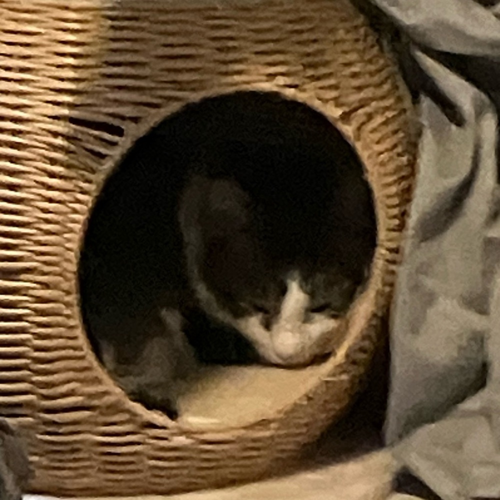 Meet your Posher, Lucky